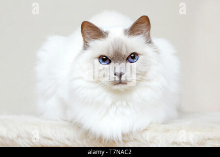 Ragdoll. Erwachsene Katze liegend, gesehen. Studio Bild vor einem weißen Hintergrund. Niederlande Stockfoto