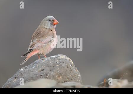 Männliche Trompeter Bucanetes githagineus Finch - sitzen auf dem Rock, schöne rosa und gey Song Bird leben in Wüsten und Halbwüsten des Nordens Afr Stockfoto