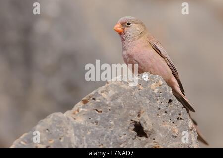 Männliche Trompeter Bucanetes githagineus Finch - sitzen auf dem Rock, schöne rosa und gey Song Bird leben in Wüsten und Halbwüsten des Nordens Afr Stockfoto