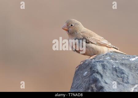 Trompeterin Finch - Bucanetes githagineus sitzen auf dem Rock, schöne rosa und grau Song Bird leben in Wüsten und Halbwüsten des Nordens Stockfoto
