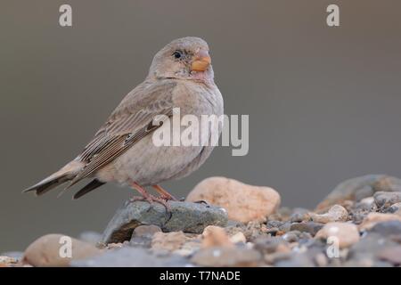 Trompeterin Finch - Bucanetes githagineus sitzen auf dem Rock, schöne rosa und grau Song Bird leben in Wüsten und Halbwüsten des Nordens Stockfoto