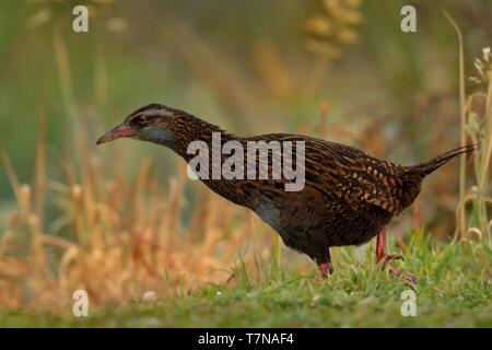 Gallicolumba australis - Weka in Neuseeland Südinsel Stockfoto