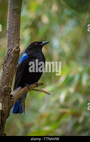 Irena puella - asiatische Fairy Bluebird in Forrest Stockfoto