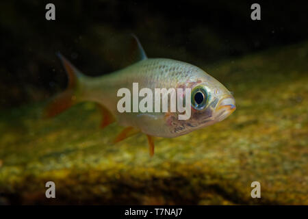 Golden Orfe - leuciscus idus Süßwasserfische der Familie Cyprinidae in grösseren Flüssen, Teichen und Seen über Nordeuropa und Asien. Stockfoto