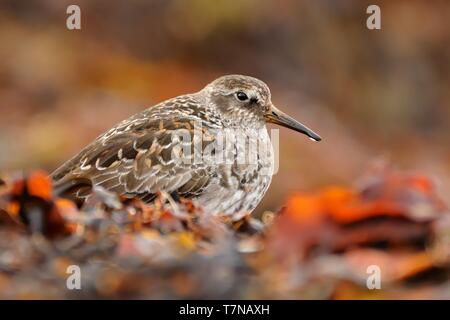 Meerstrandläufer - Calidris maritima sitzen auf dem roten Algen im Meer. Stockfoto