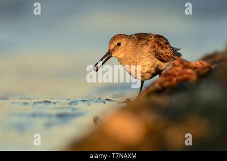 Alpenstrandläufer - Calidris alpina Wandern in den See, Farben Stockfoto