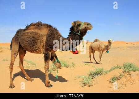 Kamele in der Wüste Sahara, Merzouga, Marokko Stockfoto