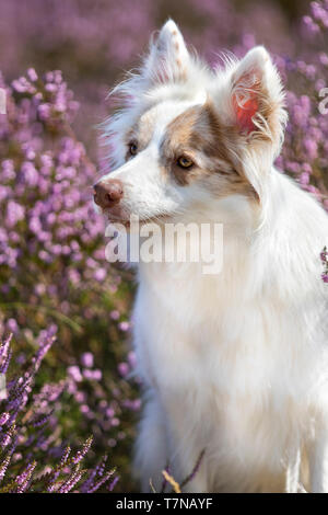 Gesunde doppel Red merle Border Collie mit Heidekraut Hintergrund. Doppel merle Hunde haben oft gesundheitliche Probleme Stockfoto