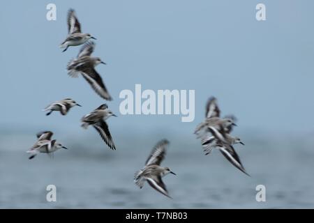 Flying Herde (sanderlings Calidris alba). Stockfoto