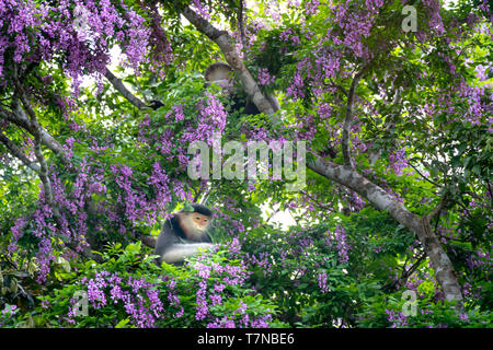 Pygathrix nemaeus in der Jahreszeit des millettia Blumen auf dem Son Tra Halbinsel gemausert, Da Nang, Vietnam. Dies ist eine kleine Gruppe von seltenen wilden anim Stockfoto