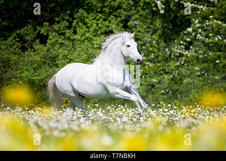 Reine Spanische Pferd, PRE, Cartusian Andalusischen Pferdes. Graue Hengst Galopp auf einer Weide. Schweiz Stockfoto