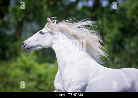 Reine Spanische Pferd, PRE, Cartusian Andalusischen Pferdes. Graue Hengst Galopp auf einer Weide, Portrait. Schweiz Stockfoto