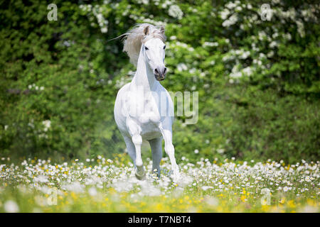 Reine Spanische Pferd, PRE, Cartusian Andalusischen Pferdes. Graue Hengst Galopp auf einer Weide. Schweiz Stockfoto