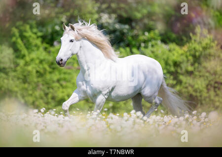 Reine Spanische Pferd, PRE, Cartusian Andalusischen Pferdes. Graue Hengst Galopp auf einer Weide. Schweiz Stockfoto