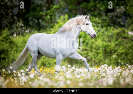 Reine Spanische Pferd, PRE, Cartusian Andalusischen Pferdes. Schimmelhengst Trab auf einer Weide. Schweiz Stockfoto