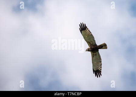 Europäische Wespenbussard im Flug. Stockfoto