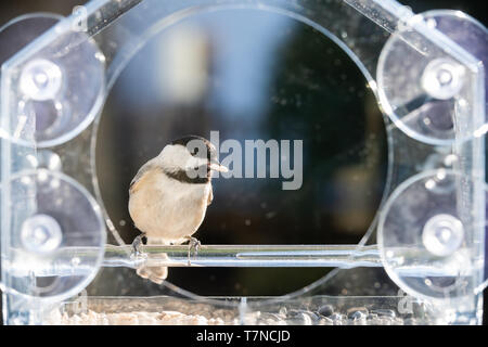 Eine kleine chickadee Vogel sitzt auf Kunststoff Fenster aus Glas, Zubringer in Virginia essen Holding Sonnenblumenkerne in Mund gehockt Stockfoto