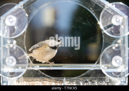 Eine chickadee Vogel sitzt auf Kunststoff Fenster aus Glas, Zubringer in Virginia essen Sonnenblumenkerne gehockt Stockfoto