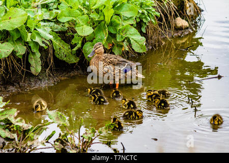 Weibliche Stockente mit Küken in einem Teich an der Küste Farne Islands, Northumberland, Großbritannien. Mai 2018. Stockfoto