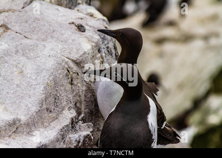 Gemeinsame Trottellummen während der Brutzeit im Frühjahr auf die Farne Islands, Northumberland, Großbritannien. Man ist in der gezügelten Form oder mit Brille. Mai 2018. Stockfoto