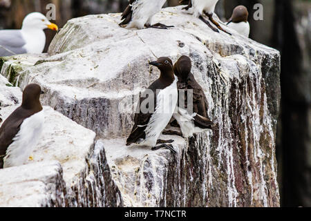 Gemeinsame Trottellummen während der Brutzeit im Frühjahr auf die Farne Islands, Northumberland, Großbritannien. Man ist in der gezügelten Form oder mit Brille. Mai 2018. Stockfoto