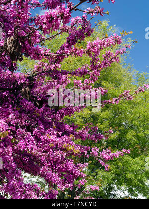 Blühende Bäume in La Peña de Arias Montano, Alajar, Sierra de Aracena, Heulva, Spanien Stockfoto