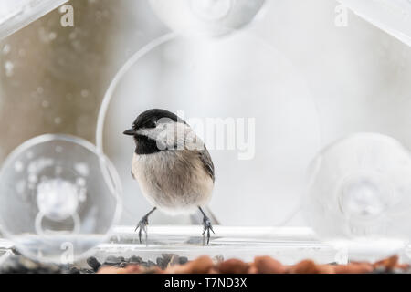 Chickadee Vogel auf Kunststoff Fenster aus Glas, Schrägförderer barsch bei Schnee in Virginia auf der Suche gehockt Stockfoto