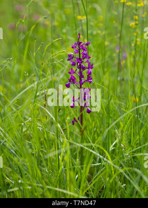 Lila Blume Spike von Anacamptis laxiflora wilde Blume. Aka Lose - Blumen oder Lax-blühenden Orchideen. In feuchten, wildflower Meadow. Stockfoto