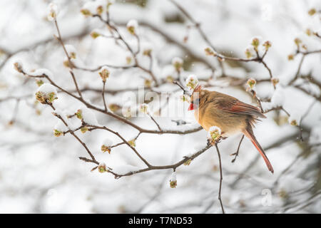 Bis eine weibliche Northern cardinal, Cardinalis aufgeblasen, Vogel auf Ast im Winter in Virginia von blütenknospen Stockfoto