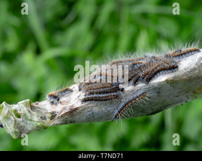 Tent caterpillar Nest aka Lakai Nachtfalter Raupen. Malacosoma eulengattung. Auf Prunus spinosa Zweig. Stockfoto