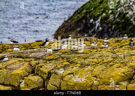 Gemeinsame Papageientaucher im späten Frühjahr Brutzeit auf die Farne Islands, Northumberland, Großbritannien. Mai 2018. Stockfoto