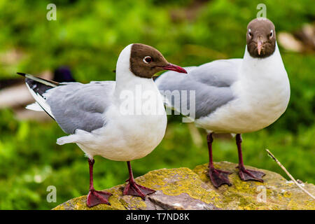 Paar schwarzer - vorangegangen Möwen auf die Farne Islands, Northumberland, Großbritannien. Mai 2018. Stockfoto