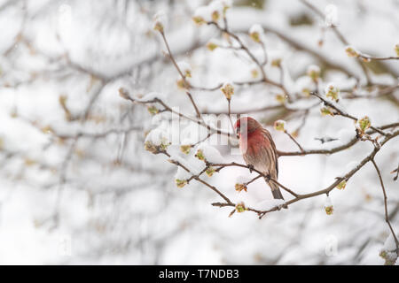 Ein Stecker, Rot oder Lila Haus Fink, Haemorhous mexicanus, Vogel auf Ast im Winter Frühling Schnee in Virginia thront Sitzen Stockfoto