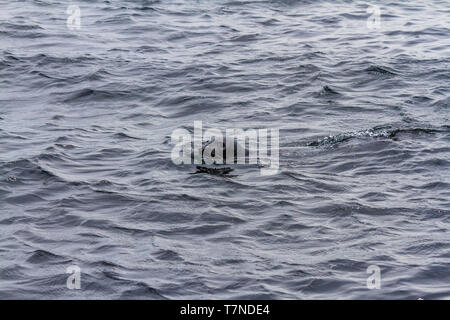 Grau Dichtung Schwimmen in der Nähe der Farne Islands, Northumberland, Großbritannien. Mai 2018. Stockfoto