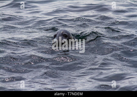 Grau Dichtung Schwimmen in der Nähe der Farne Islands, Northumberland, Großbritannien. Mai 2018. Stockfoto