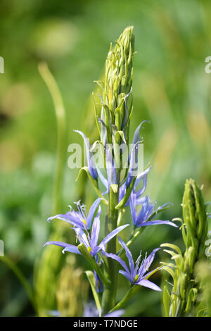 Camassia {Star camas Camas}{} Stockfoto