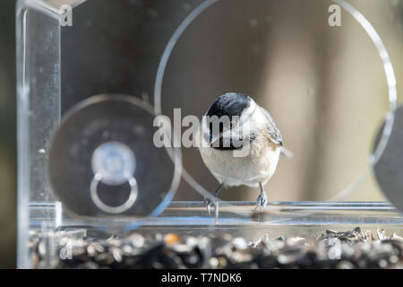 Eine chickadee Vogel sitzt auf Kunststoff Fenster aus Glas, Zuführung an einem sonnigen Tag in Virginia auf der Suche Auswahl Sonnenblumenkerne gehockt Stockfoto