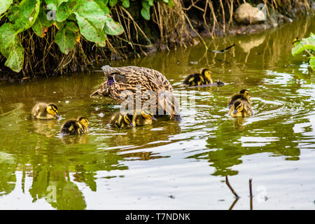 Weibliche Stockente mit Küken in einem Teich an der Küste Farne Islands, Northumberland, Großbritannien. Mai 2018. Stockfoto