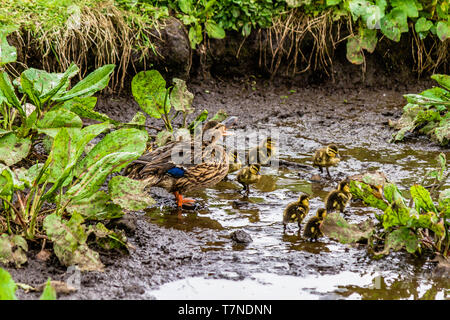 Weibliche Stockente mit Küken in einem Teich an der Küste Farne Islands, Northumberland, Großbritannien. Mai 2018. Stockfoto