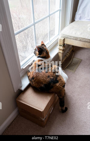 Hohe Betrachtungswinkel der weiblichen cute Calico Katze liegend von fensterbank drinnen im Haus Zimmer mit Blick durch das Fenster auf Karton Stockfoto