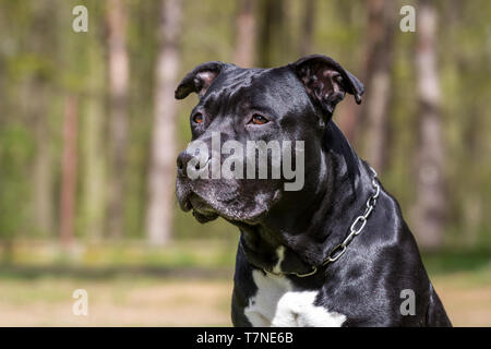 Schwarz American Staffordshire Terrier Rüde Stockfoto