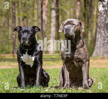 Zwei Hunde, Hund, Freunde - American Staffordshire Terrier und Doggen Stockfoto