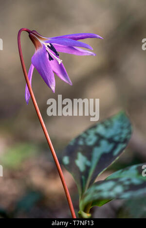 Dogtooth violet (Erythronium dens-canis), Lily Familie (Liliaceae), gefährlich, Kanton Genf, Schweiz Stockfoto