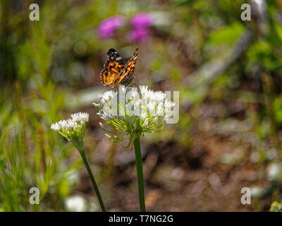 Cross Timbers Vegetation ist am Lake Mineral Wells State Park erhalten, neben Mineral Wells Texas die Natur und die Schmetterlinge lieben es. 'American Lady' butterfly Feeds auf einer Texas Milkweed. Stockfoto