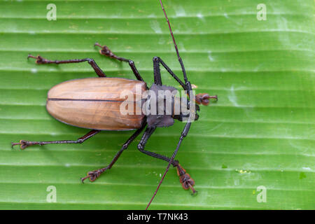 Riesige Fijian longhorn Beetle von Insel Koh Phangan, Thailand. Nahaufnahme, Makro. Riesige Fijian lange Käfer gehörnten, Xixuthrus heros ist einer der größten li Stockfoto