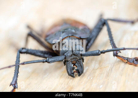 Riesige Fijian longhorn Beetle von Insel Koh Phangan, Thailand. Nahaufnahme, Makro. Riesige Fijian lange Käfer gehörnten, Xixuthrus heros ist einer der größten li Stockfoto