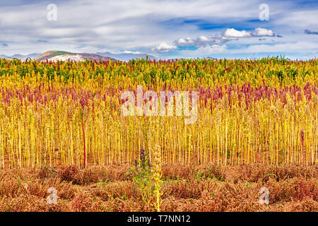 Rote und gelbe Quinoa Feld im Andenhochland von Peru in der Nähe von Cusco von Maras Morea der alten Inkas landwirtschaftlichen Feldern. Stockfoto