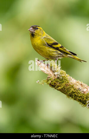 Männliche siskin in Wales im Frühling Stockfoto