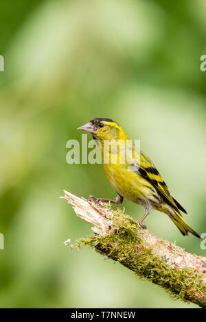 Männliche siskin in Wales im Frühling Stockfoto