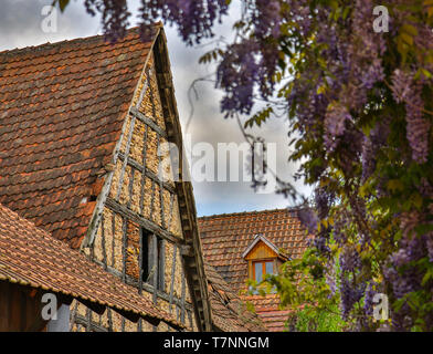 Alte Hälfte-timer Hausfassade mit Glyzinien Blumen im Elsass Frankreich Stockfoto